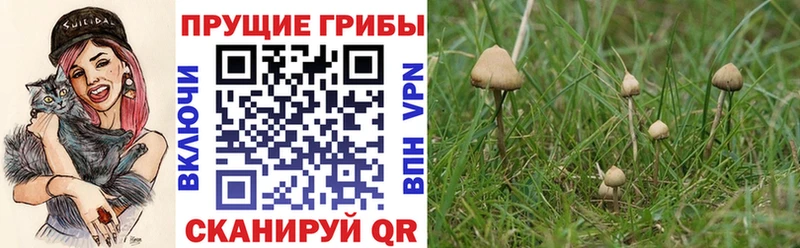 kraken сайт Урюпинск Галлюциногенные грибы Magic Shrooms
